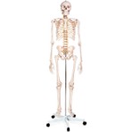 Egeanatomi Maketleri 180 cm İnsan İskeleti Plastik Malzemeden Üretilmiş Dayanıklı Iskelet Maketi
