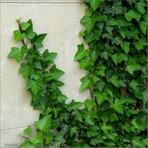 Bahçevilya Hedera Helix - Saksılı Sarmaşık Fidanı 40-60 cm (Dayanıklı Çok Yıllık Tırmanıcı Bitki) 1-2 Yaş Arası