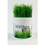 Agroera Kedi Çimi Doğal 10 cm Uzunlukta Tüy Yumağı Önleyici Evcil Hayvanlar İçin