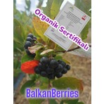Aronya Meyve Organik Sertifikalı Taze  1 Kg. BalkanBerries