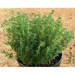Kekik Fidanı Saksılı 10-20 cm