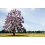 Pavlonya Ağacı Fidanı 5 Adet - Paulownia Tementosa 30-50 cm