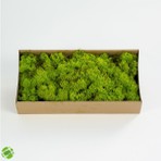 Trend Bahçe Reindeer Moss Lime Green Şoklanmış Ithal Norveç Yosunu