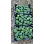 Has Organik Avokado Taze Hasat 1 kg