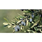 Tunç Botanik Trilye (Gemlik) Zeytin Fidanı 1 Adet