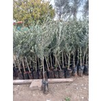 Hilal Tarım Çiftliği Gemlik Trilye 1,5 Yaşında Yuvarlak Meyveli Zeytin Fidanı 110-130 cm Boyunda