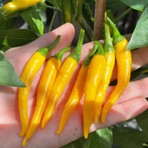 Zengarden Kristian Acı Biber Tohumu Sarı Chili Biberi