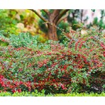 Tunç Botanik COTONEASTER HORİZONTALİS - YAYILICI DAĞ MUŞMULASI