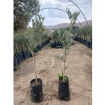 Hilal Tarım Çiftliği 2 Adet Gemlik Trilye Zeytin Fidanı