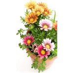 Videolu Karışık Renkli Gazanya (10 20 cm)10 Adet Saksılı/ Tüplü Çiçekli Bodur Bitki Gazania