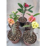 Videolu Milli Dikenler Tacı (20 30 cm ) 5 Farklı Renk Saksılı Kaktüs Euphorbia