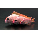 Little Jack Charikom 65 mm 24 gr Vib Yem