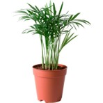 Garden Box Chamaedorea Elegans Dağ Palmiyesi