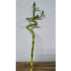 Asi Bamboo