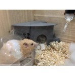 Hamster Evi Merdivenli (Pet Ürünleri)