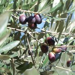 Midilli Zeytin Fidanı