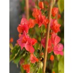 Çok Satan Sarmaşık Begonvil Çiçeği Mercan Rengi (40 50 Cm)1 Adet Saksılı Çiçekli Bitki Bougainvillea
