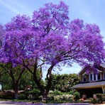 Çok Hızlı Büyüyen Paulownia (Pavlonya) Kiri Fidanı Büyük Saksıda-60/80 cm