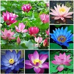 Bade Shop 5 Adet Karışık Renklerde Lotus (Nilüfer) Çiçeği Tohumu Yüksek Verimli Bahçe Bitkisi