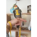 Alyones Kuş Tasması 160 cm Ayarlanabilir Güvenli Tasma 6 Renk Seçeneğiyle Dayanıklı Kumaş