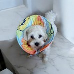 Kedi ve Köpek Koni Yakalığı ,elizabeth Yakalık, Ameliyat Sonrası Koruyucu Yakalık