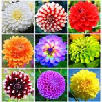 20 Adet Dev Yıldız Dahlia Çiçeği Soğanı Yumrusu 10 Renk Karışık Yumru Boyu 10 Cm.yeni Mahsul.. Çimlenme Garantilidir..