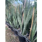 Ases Fidan 3/4 Köklü ,büyükboy Kılıç Çiçeği 100-120 cm