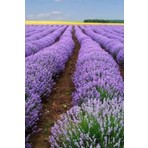Trendege 10 Adet Angustifolia Lavanta Fidesi