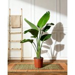 Gardenkoala Starliçe (Cennet Kuşu Çiçeği) Çift Gövdeli 19 cm Saksı ile Tropik Dekorasyon