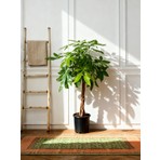 Gardenkoala Para Ağacı – Pachira aquatica – 27 cm Saksı