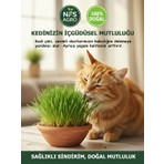Nfs Agro 500 Gram Kedi Çimi Tohumu Oval Şekilde Kolay Kullanım ile Doğal İçgüdü Tatmini Sağlar