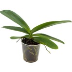 Gardenkoala Orkide Fidesi – Phalaenopsis