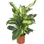 Gardenkoala Dieffenbachia ‘compacta' – Alacalı Difenbahya – 12 cm Saksı