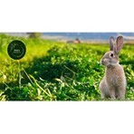 Polybotum Poly 2500 gr Doğal Kuru Yonca Kemirgen Otu Tavşan Ginepig Hamster İçin Sağlıklı Besin