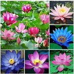 Bade Shop 7 Adet Karışık Renklerde Lotus (Nilüfer) Çiçeği Tohumu
