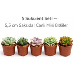 Fide İste 5’li Sukulent Seti – 5,5 cm Saksıda Kokusuz Canlı Mini Sukulentler