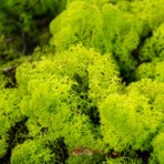 Trend Reindeer Moss Lime Şoklanmış Norveç Yosunu (30GR)