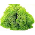 Trend Reindeer Moss Spring Şoklanmış Norveç Yosunu (30GR)