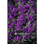 Veniv 40 Adet Cin Biber Tohumu