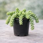 Fideiste Sedum Burrito Sukulent 5,5 cm Saksılı Dış Mekan İçin Dolgun Yapraklı Sarkıcı Form
