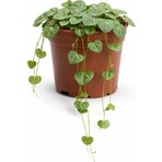 Fideiste Kalp Kalbe Bitkisi (Ceropegia Woodii) 5,5 cm Saksıda Kokusuz Canlı Bitki Türkiye Menşeli