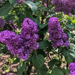 Floramut Tüplü Mor Leylak Fidanı 60-80 cm 1 Adet Çiçek Fidesi Türkiye Menşeli