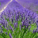 Mutlu Paket Tüplü Yoğun Kokulu Aromatik Lavanta Fidanı