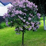 taşkar peyzaj Leylak Çiçeği Fidanı Kokulu Tüplü 70-100 cm