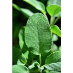 Biorganix Tıbbi Adaçayı Salvia Officinalis 15 - 25 cm