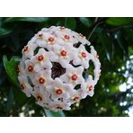 Rüzgar Botanik Mum Çiçeği Fidanı Saksılı 30 cm 50 cm