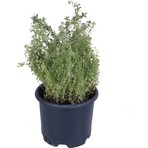 Hobi ve Bahçe Limoni Kekik Fidanı Saksı'da -Limon Kokulu Kekik - Thymus Citriodorus Limone