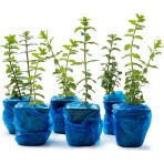 Eget Izmir Bilyalı Kekik (Origanum Onites) 6'lı