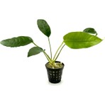 NetX Canlı Bitki L020 Anubias Barteri Short And Sharp