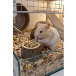 Kuzeylina Doğal Kütük Hamster Yemliği - Mini Kemirgen Yem Kabı 3,5 cm